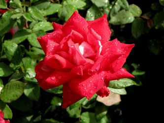 Lilli Marleen Floribunda Rose [03]