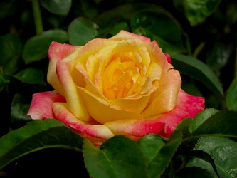 Love and Peace Hybrid Tea Rose [02]