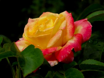 Love and Peace Hybrid Tea Rose [01]