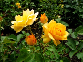 Honey Perfume Floribunda Rose