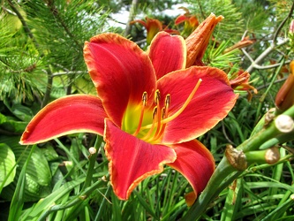 Orange Daylily [03]