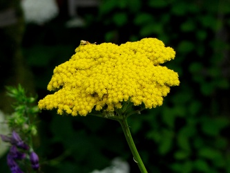 Fern Leaf Yarrow