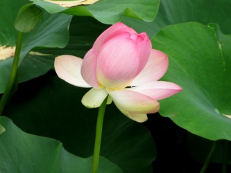 American Water Lotus