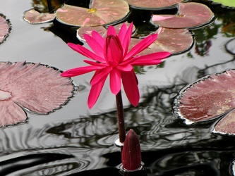 Arc-en Ciel Waterlily