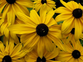 Black-Eyed Susan