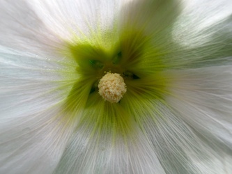 Sunshine Hollyhock [03]