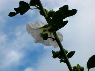 Sunshine Hollyhock [02]