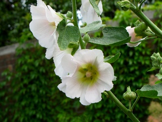 Sunshine Hollyhock [01]