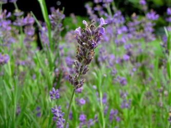 English Lavender