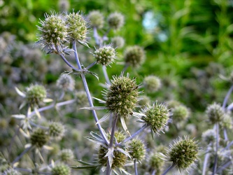 Moroccan Mountain Eryngo