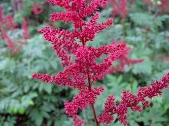 Montgomery Florist's Spiraea