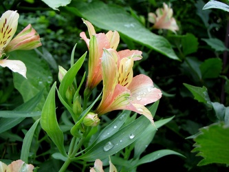 Peruvian Lily [02]