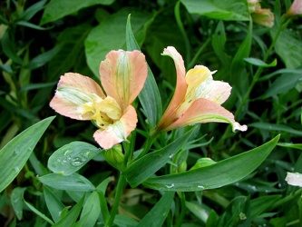 Peruvian Lily [01]