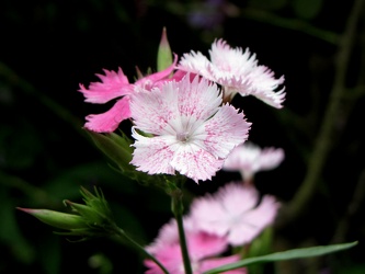 Sweet William