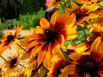 Autumn Colors Black-Eyed Susan