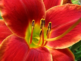 Orange Daylily [02]