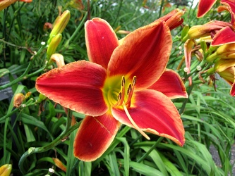 Orange Daylily [01]