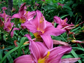 Summer Wine Daylily [02]