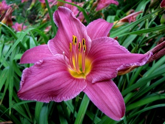 Summer Wine Daylily [01]