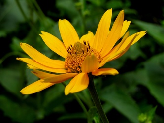 Alaska Shasta Daisy