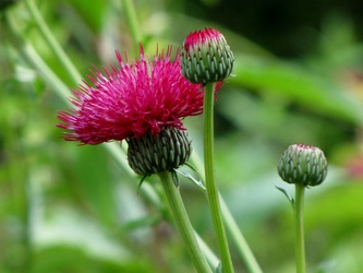 Rose Beauty Japanese Thistle