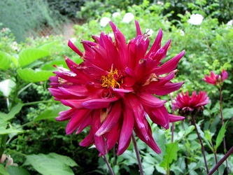 Matthew Allen Dahlia [02]