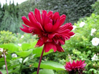 Matthew Allen Dahlia [01]