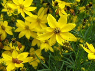 Golden Shower Threadleaf Coreopsis [02]