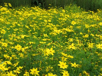 Golden Shower Threadleaf Coreopsis [01]