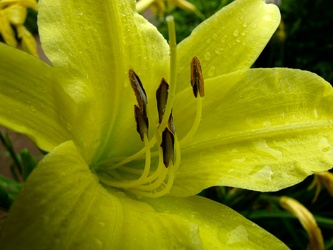 Daylily