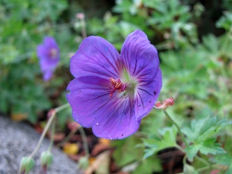 Cranesbill