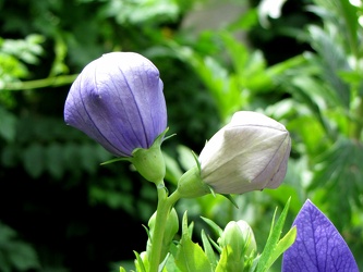 Fuji Blue Balloon Flower [02]