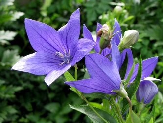 Fuji Blue Balloon Flower [01]