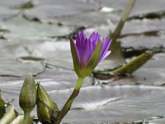 Ultra Violet Tropical Waterlily [02]