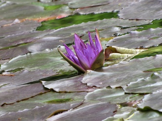 Ultra Violet Tropical Waterlily [01]