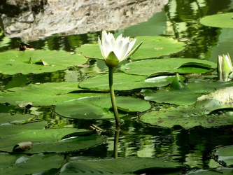 Day-Blooming Tropical Waterlily