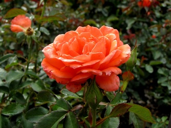 Candelabra Grandiflora Rose