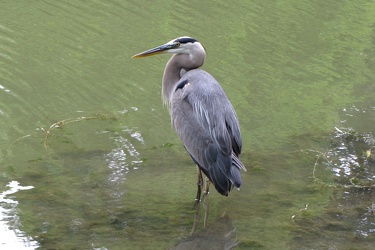 Heron at Chicago Botanic Garden [02]