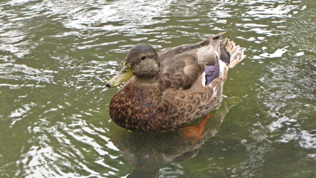 Duck at Chicago Botanic Garden