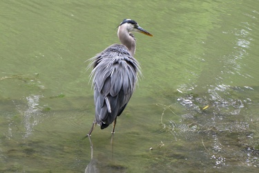 Heron at Chicago Botanic Garden [01]