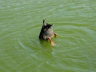 Duck diving for food