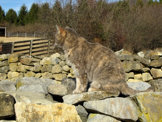 Cat at the Irish farm [01]