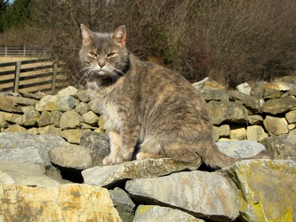 Cat at the Irish farm [02]