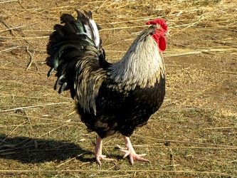 Rooster at the Irish farm [01]