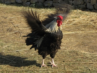 Rooster at the Irish farm [02]