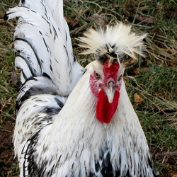 German Spitzhauben rooster