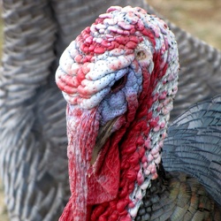 Turkey on the American farm [01]