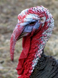 Turkey on the American farm [02]