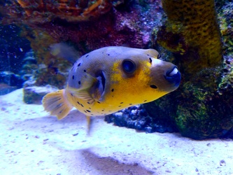 Dog-faced puffer at Annapolis Mall [01]