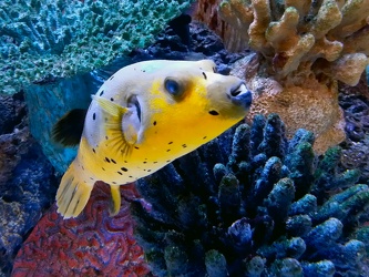 Dog-faced puffer at Annapolis Mall [02]